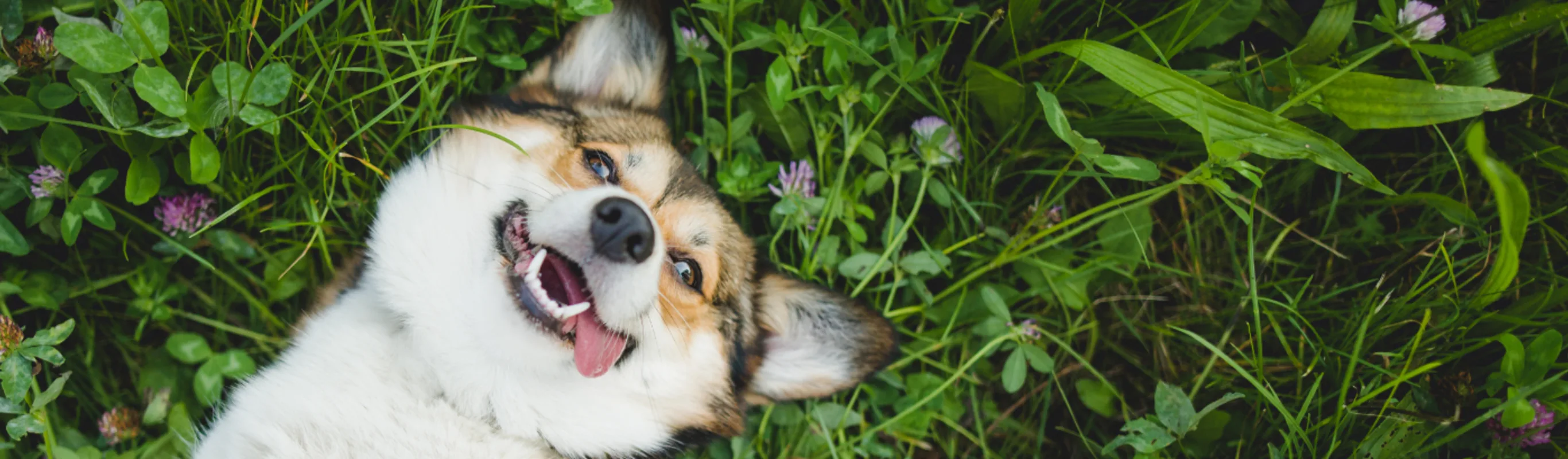 Dog Laying on its back on Grass Looking at Camera